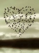 117_birds.heart.jpeg