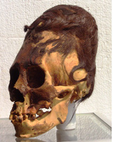 155.1_elongated.skull.jpg