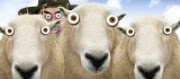240.farming.for.sheep.dr.jpg